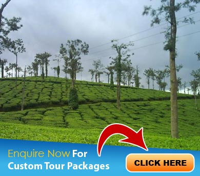 Wayanad Tour Packages