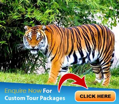 Wayanad Tour Packages